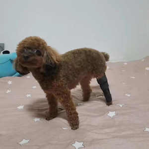 جديد تصميم داعمة الخلفية الكلب دعامة للساق بالكامل Unterstutzung دير Hundebeine دعم gambe دا قصب ل هند الساقين يمنع إصابات - Product Image 6