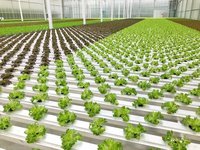 Système hydroponique NFT Agriculture plantation Tube en PVC personnalisé, Serre agricole du système hydroponique Nft