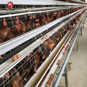 Élevage des œufs, équipement pour élevage de volaille, <span class=keywords><strong>design</strong></span> <span class=keywords><strong>A</strong></span> couche, <span class=keywords><strong>cage</strong></span> de poulet à vendre - Product Image 6