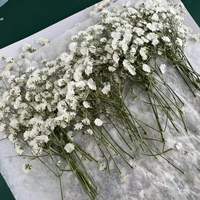 Kit de fleurs pressées écologiques de type Gypsophile pour la décoration d'ongles, spécimens végétaux et présentoirs en boîte à ombre