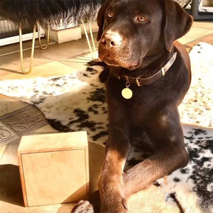 Vendita calda <span class=keywords><strong>collare</strong></span> in vera pelle di lusso resistente di alta qualità <span class=keywords><strong>collare</strong></span> impermeabile per cani di tutte le taglie - Product Image 6