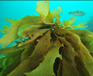 Pasokan Healthway kualitas tinggi ekstrak <span class=keywords><strong>Ecklonia</strong></span> <span class=keywords><strong>Cava</strong></span> kapsul <span class=keywords><strong>Ecklonia</strong></span> <span class=keywords><strong>Cava</strong></span> - Product Image 5