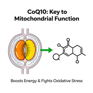 Tiras Orales de COQ10 OEM/ODM para Adultos - Suplemento Dietético de Disolución Rápida que Apoya la Salud del Corazón y la Absorción Rápida, Sin Gluten - Product Image 3