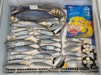 Sardine Entière Congelée (BQF) du Fabricant, Congelée à Terre, Meilleur Prix, Sardine à Capture Légère pour le Marché, 120-140 Pièces