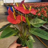 Tanaman Pot Anthurium Merah Laris Manis untuk Ruang Tamu, Grosir Tanaman Bunga Merah Tropis, Bonsai untuk Dekorasi Rumah