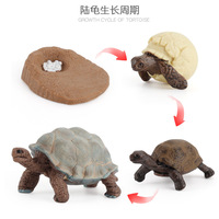 Modèle de Simulation du Cycle de la croissance des animaux, grenouille, tortue, moustique, coq, coq, Animal cognitif, jouet