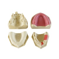 Implant dentaire Mandibule Pratique Dents Modèle Implant Chirurgie Formation Modèle