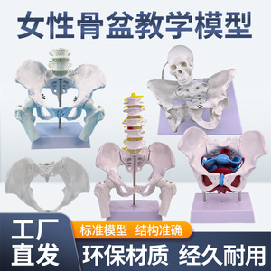 Modelo de simulación para la enseñanza de los músculos del suelo pélvico, pelvis y útero femeninos, estructura pélvica femenina, vejiga y suelo pélvico. - Product Image 2