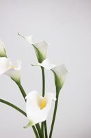 Haute Qualité Décoration Fleurs Calla Lily Real Touch Artificielle Calla Lily Pour Les Bouquets De Mariée De Mariage