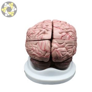 Pengenalan ilmiah Model otak 2 aplikasi anatomi dapat dilepas untuk studi anatomis manusia dalam sains medis - Product Image 4
