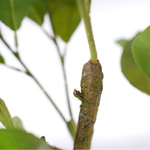 Nhân Tạo Cây Trái Cây Trang Trí Hiện Đại Chậu Cây Cảnh Giả Trang Trí Nội Thất Nhựa Nhân Tạo Cây Chanh Cho Phòng Văn Phòng Trong Nhà Nhà - Product Image 5