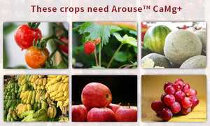 Ca Mg Foliar Engrais Liquide Extrait D'algues Sucre Alcool Chélaté Biologique Calcium Magnésium Supplément - Product Image 4