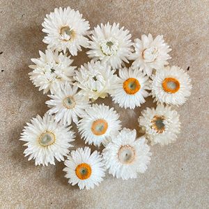 ดอกเดซี่แห้งอัดสีธรรมชาติจากโรงงาน - Product Image 6