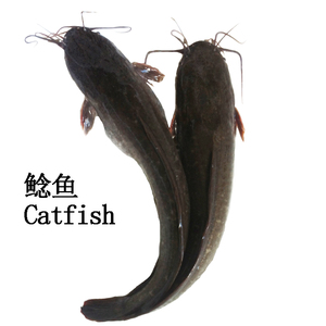 Vente en gros de poisson-chat congelé d'Egypte ferme Clarias Fuscus élevée de Chine - Product Image 3