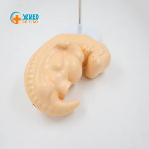 Modèle d'embryon <span class=keywords><strong>de</strong></span> 4 semaines pour <span class=keywords><strong>la</strong></span> science médicale, modèle infantile agrandi, ressources pédagogiques en gynécologie et obstétrique - Product Image 1