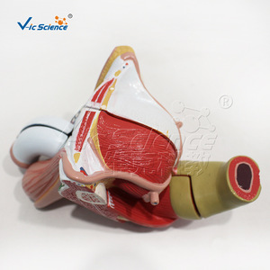 Modelo desmontable de genitales masculinos internos y externos de 4 partes con etiquetas y material didáctico de anatomía. - Product Image 4