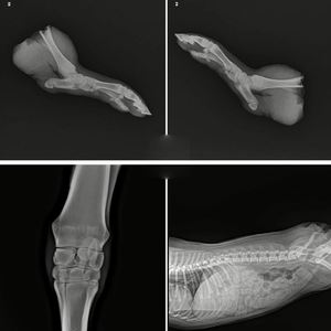FALYL Veterinary Animal Use Floor-Mounted X-Ray Equipment 5.6KW Hospital Vet Digital X Ray Machine - Product Image 5
