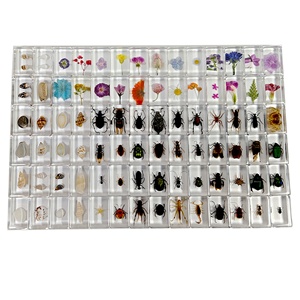 Spécimen d'insecte réel, coquillage marin, artisanat en résine, équipement expérimental pour l'éducation de la <span class=keywords><strong>petite</strong></span> <span class=keywords><strong>enfance</strong></span> - Product Image 1