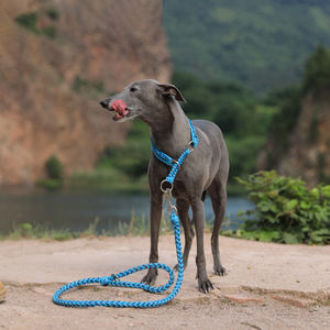 Venta al por mayor personalizado luminoso reflectante resistente de lujo hecho a mano de nylon perro collar Correa conjunto para mediano grande accesorios para perros - Product Image 3