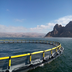 Sistema de jaulas circulares de HDPE llave en mano, solución completa de acuicultura para granjas comerciales en el océano - Product Image 5