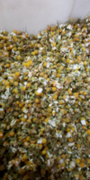 Camomille Matricaire fleur coupee bio Matricaria recutita fleur de haute qualité à vendre