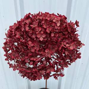 Venta al por mayor Hortensia seca Flores secas Crema <span class=keywords><strong>grande</strong></span> Conservas Plantas Preservar Hortensias grandes Cabeza de flor Blanca Anna Hortensia - Product Image 3