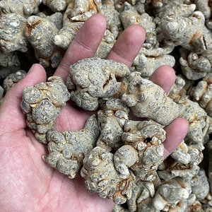 Raíz de Notoginseng Cortada y Limpia, Sin Pesticidas, Base Herbal Premium para <span class=keywords><strong>Kampo</strong></span> Circulation - Product Image 4