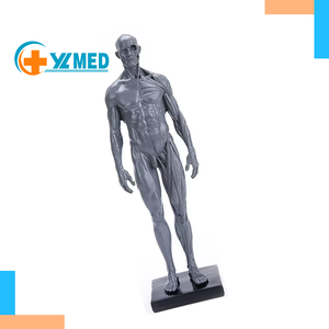 Modèles musculo-squelettiques humains de 30 cm pour exposition d'art, en résine, modèles de structure humaine avec genres masculin et féminin, jaune gris - Product Image 1