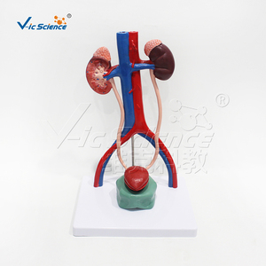 Modèle de simulation de système urinaire stéréoscopique humain féminin Life-Szie avec urètre urinaire de vessie d'uretère de rein - Product Image 1