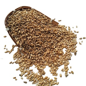 Fructus Tritici Levis/Frutos de Trigo Flotante/Trigo Ligero Secos de Hierbas Chinas Fu <span class=keywords><strong>Xiao</strong></span> <span class=keywords><strong>Mai</strong></span> en Venta - Product Image 1