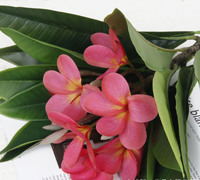 Sevenstar Bunga Frangipani, Bunga Buatan Indah Frangipani untuk Dekorasi Ruang Tamu Pernikahan