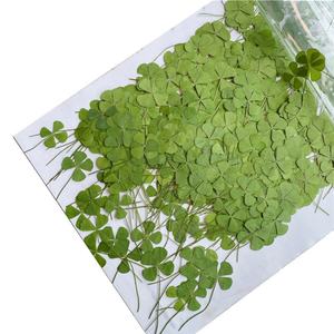 Hotsale Bunga Kering Empat Daun Semanggi Ditekan Empat Daun Semanggi untuk DIY Telepon Kasus Nail Art Perhiasan Kartu Pos Dekorasi - Product Image 3