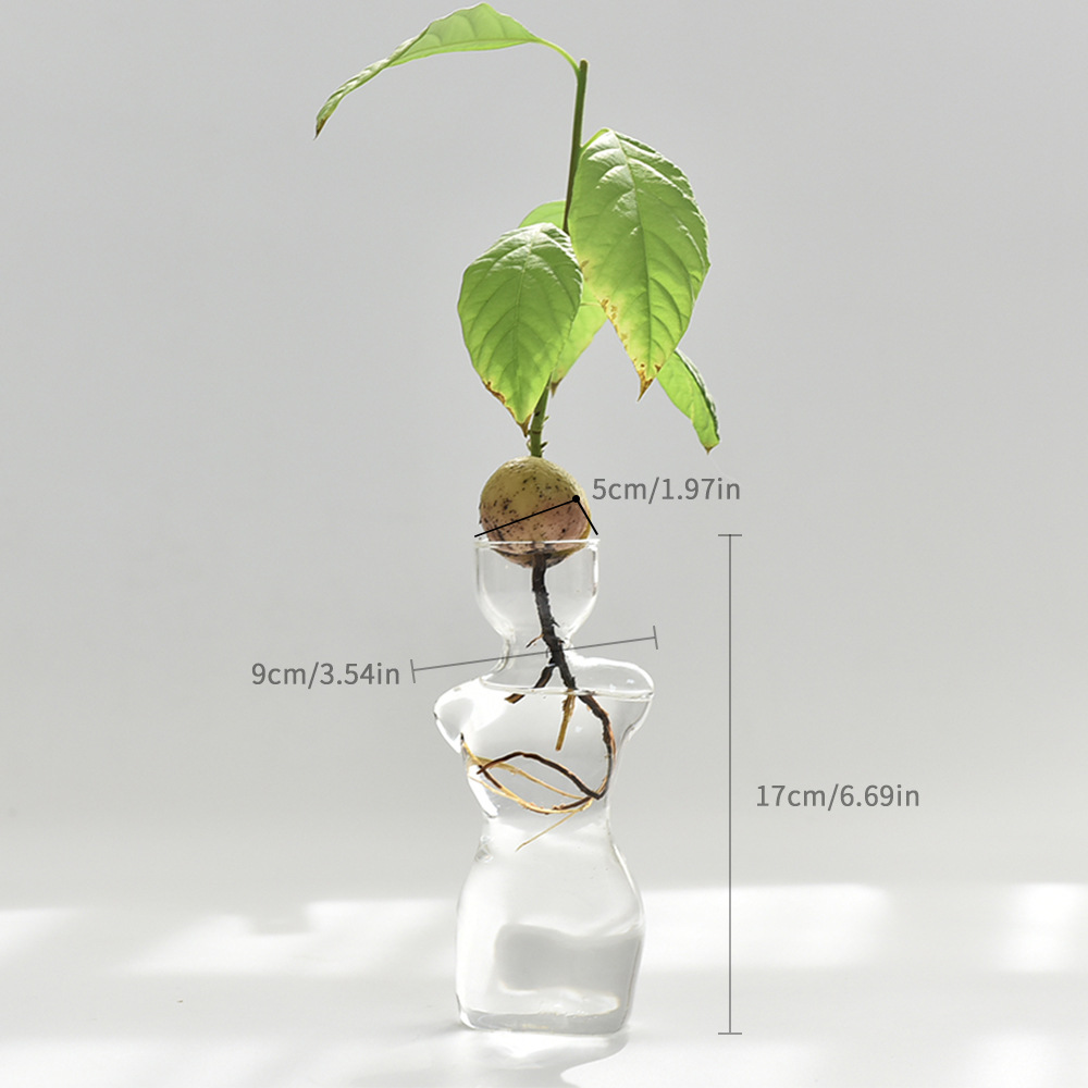 Beauty Avocado Vase (without seeds)