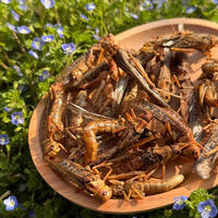 Insectes comestibles riches en protéines, sauterelles séchées, alimentation animale pour oiseaux et reptiles