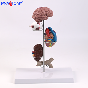 Modelo Anatómico <span class=keywords><strong>de</strong></span> 5 Partes <span class=keywords><strong>de</strong></span> los Órganos del Cerebro, Corazón, Ojo, Riñón y Vasos Sanguíneos, Producto <span class=keywords><strong>de</strong></span> Ciencia Médica para <span class=keywords><strong>el</strong></span> Estudio <span class=keywords><strong>de</strong></span> la Hipertensión - Product Image 6