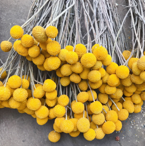N-115 Craspedia naturelle séchée, fleurs jaunes Billy Buttons, bouquets <span class=keywords><strong>de</strong></span> boules, mini bouquet <span class=keywords><strong>de</strong></span> fleurs <span class=keywords><strong>séchées</strong></span> pour vase, artisanat à domicile - Product Image 1