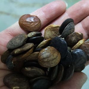 Semi <span class=keywords><strong>di</strong></span> Glicine - Tasso <span class=keywords><strong>di</strong></span> Germinazione Elevato (80%+) per Giardinaggio Domestico e Paesaggistica - Product Image 6