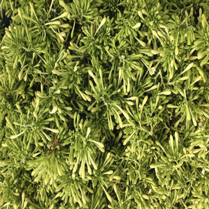 ¡Telosma cordata seca especial ahora! - Product Image 1