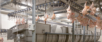 Équipement d'abattoir de poulets personnalisé Équipement de refroidissement de volaille Refroidisseur d'eau à immersion pour poulets et canards