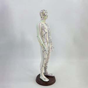 קירנדים זכר דיקור סיני דגם גובה 52 ס "מ לאנשי מקצוע pvc עם נקודות מרידיאן - Product Image 5