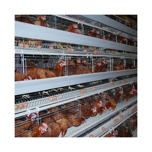 Machines d'élevage de volaille modernes, système de cage de poule, accessoires de cage de poulet à vendre