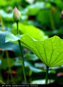מפעל הסיטונאי חומר גלם בלוטוס עלה תמצית נוציפירוס אבקת פוליום - Product Image 3