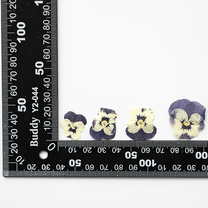 Faccia di gatto naturale viola scuro 12 pz/borsa