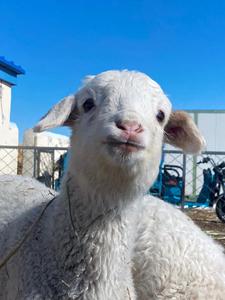 牛牛ヤギの成長ブースター家畜飼料添加物サプリメント飼料グレードのアミノ酸ビタミンはより大きなより多くの動物を高めます - Product Image 4