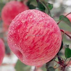 Manzanas Frescas <span class=keywords><strong>Gala</strong></span> Rojas de la Marca JUFU, Sabor Dulce, Calidad Premium Grado 1, 20 kg para su Salud - Product Image 3