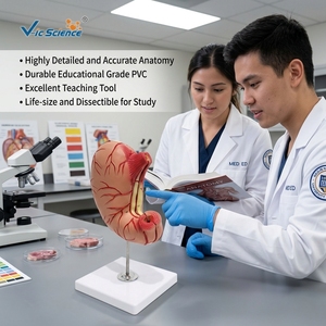 แบบจำลองกระเพาะอาหารสำหรับการสอนโรคกระเพาะอาหาร แสดงการเปลี่ยนแปลงของเยื่อบุกระเพาะอาหารหลากหลายชนิด ได้รับมาตรฐาน CE/ISO/ROHS/CNAS - Product Image 1