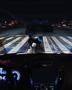 <span class=keywords><strong>Pet</strong></span> yanıp sönen ışık Up köpek tasması Usb şarj edilebilir gece güvenlik aydınlık parlayan Led köpek tasması köpek aksesuarları su geçirmez - Product Image 2