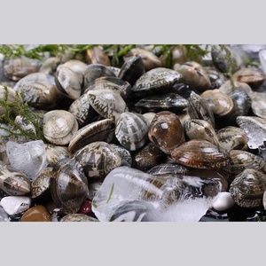 Venta caliente MSC certificado delicioso <span class=keywords><strong>Mejillones</strong></span> de cuello corto congelados <span class=keywords><strong>envasados</strong></span> al vacío - Product Image 4
