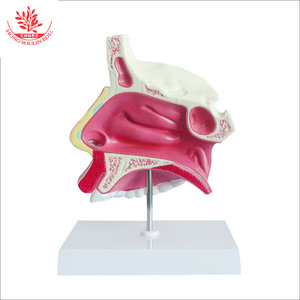 Modelo sagital de cavidad nasal humana normal, comunicación médico-paciente en otorrinolaringología, escuela de medicina de educación superior - Product Image 2