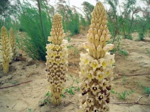 Ekstrak tanaman <span class=keywords><strong>Cistanche</strong></span> herbal alami bubuk ekstrak <span class=keywords><strong>Cistanche</strong></span> 80% Glycosides, 25% Echinacosides <span class=keywords><strong>Cistanche</strong></span> - Product Image 3